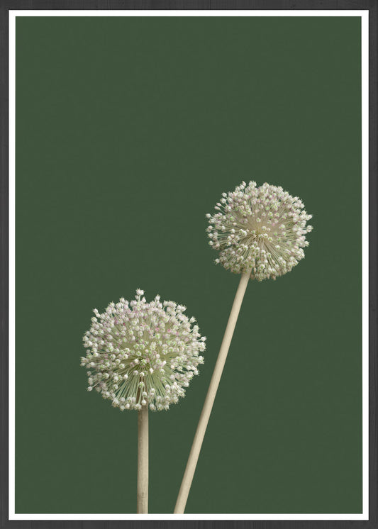 Allium Plant Print