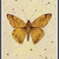 Amber Butterfly Art Print