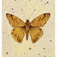 Amber Butterfly Poster Art
