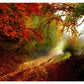 Autumn Forest Edge Art Print
