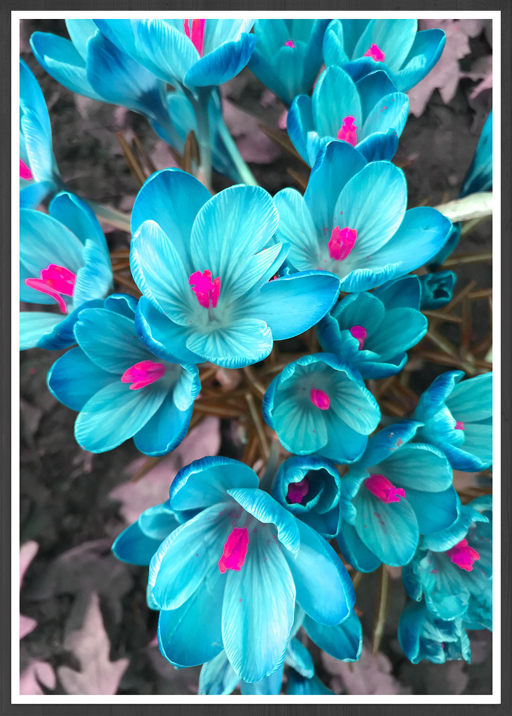 Crocus Blue Flower Art Print in a frame