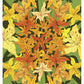 Garden Mandala Botanic Art Print