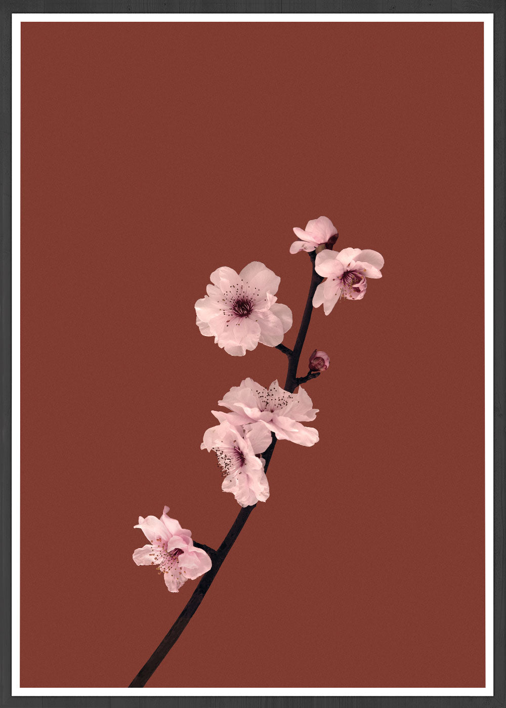 Plum Blossom Delicate Plant Print