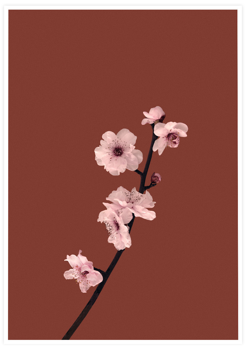 Plum Blossom Delicate Poster Print
