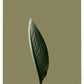 Strelitzia Leaf Botanic Poster Print